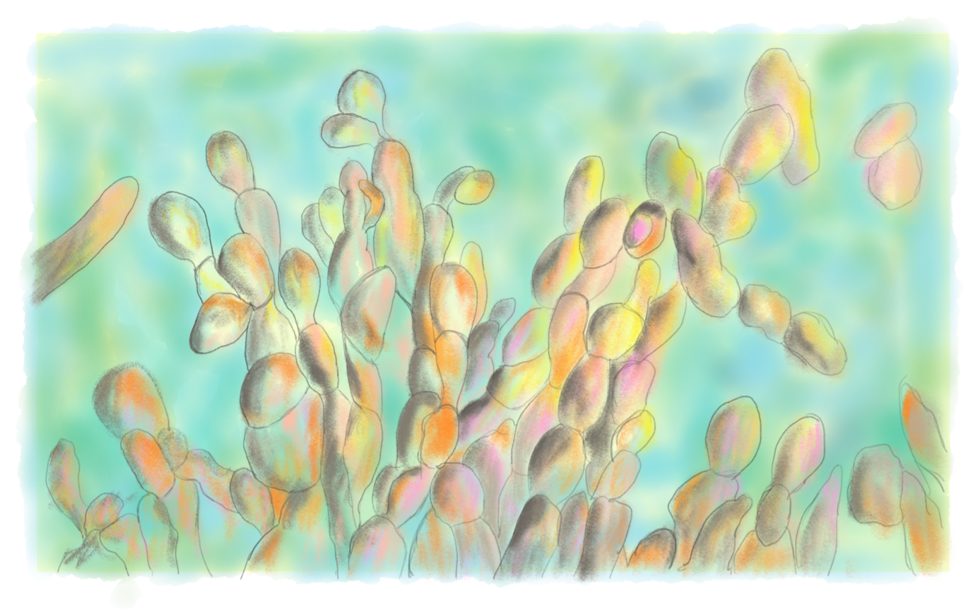 Tableau pour l'oeuvre la ronde des Mycéliums