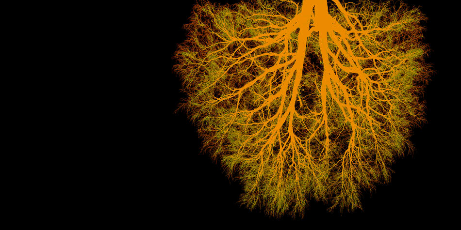Visuel du concert Exercises in Estrangement III Mycorrhizia par Quasar - un arbre suspendu à l'envers